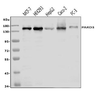 Anti-PAR-3/PARD3 Antibody