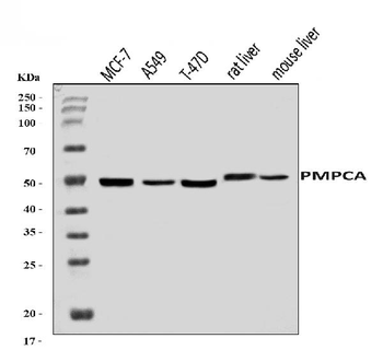 Anti-PMPCA/INPP5 Antibody