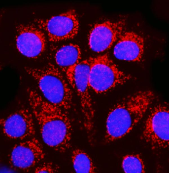 Anti-MPPB/PMPCB Antibody