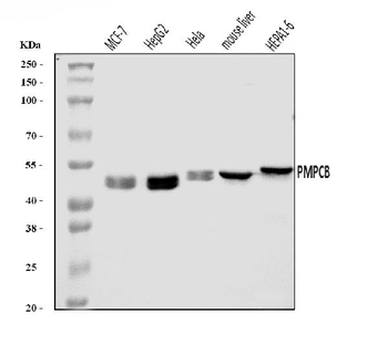 Anti-MPPB/PMPCB Antibody
