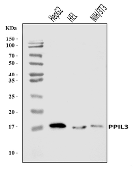 Anti-PPIL3 Antibody