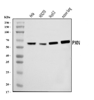 Anti-Paxillin/PXN Antibody