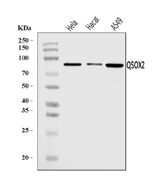 Anti-QSOX2 Antibody