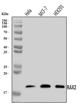 RAX2 Antibody