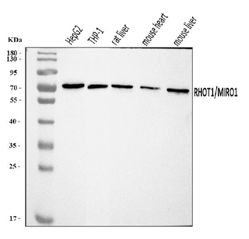 Anti-MIRO1/RHOT1 Antibody