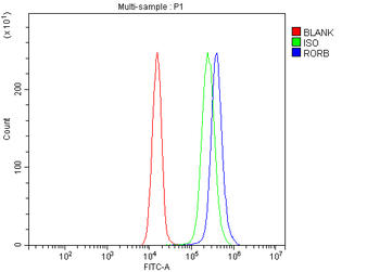 ROR beta/RORB Antibody