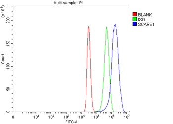 Scavenging Receptor SR-BI/SCARB1 Antibody
