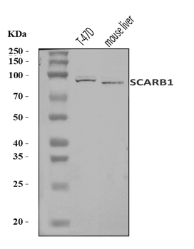 Anti-Scavenging Receptor SR-BI/SCARB1 Antibody