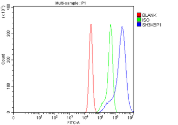 SH3KBP1 Antibody