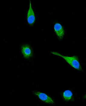 Anti-SH3KBP1 Antibody