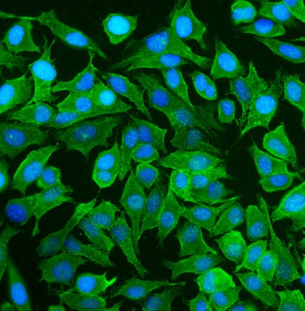 Anti-NEAS/SPTAN1 Antibody