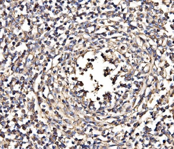 NEAS/SPTAN1 Antibody