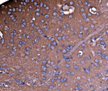 Anti-NEAS/SPTAN1 Antibody