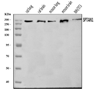Anti-NEAS/SPTAN1 Antibody