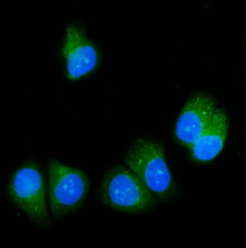 Anti-SRP54 Antibody