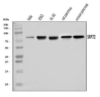 Anti-SRP72 Antibody