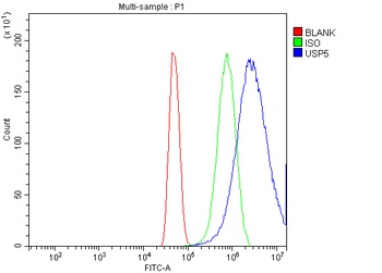 Anti-USP5 Antibody