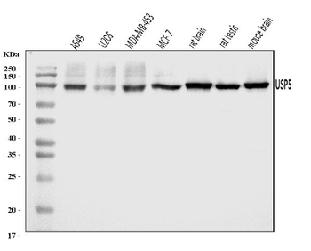Anti-USP5 Antibody