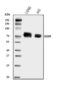 Anti-ADAM9 Antibody