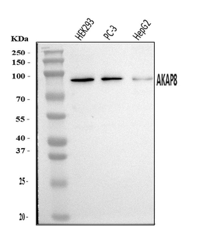 Anti-AKAP 95/AKAP8 Antibody