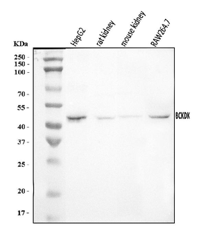 Anti-BCKDK Antibody