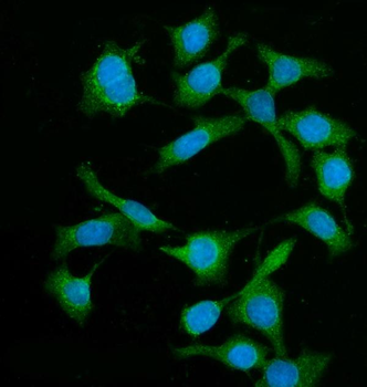 Anti-BIN1 Antibody