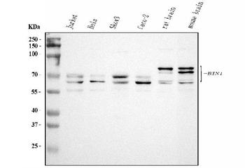 Anti-BIN1 Antibody