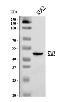 Anti-BZW2 Antibody