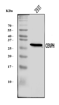 Anti-CENPH Antibody