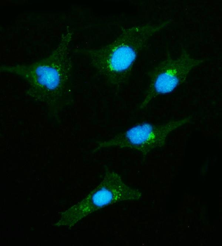 Anti-CLASP2 Antibody