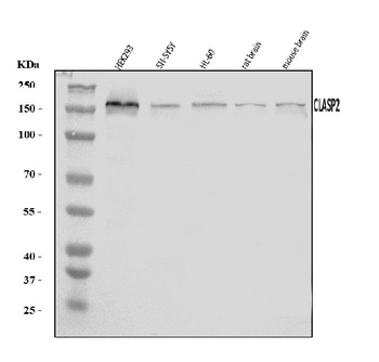 Anti-CLASP2 Antibody