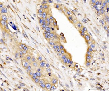 Anti-CYB5B Antibody