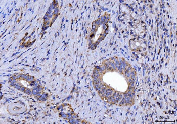 Anti-CYB5B Antibody