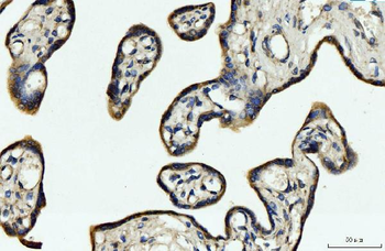 Anti-CYB5B Antibody