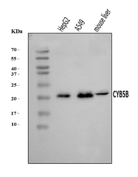 Anti-CYB5B Antibody