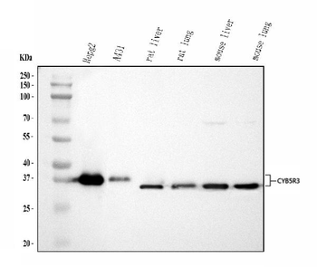 Anti-CYB5R3 Antibody