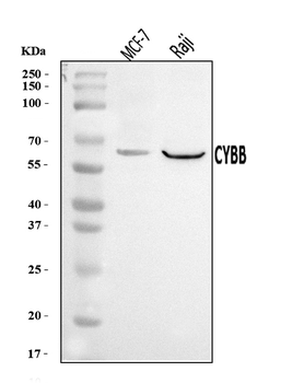 Anti-NOX2/gp91phox/CYBB Antibody