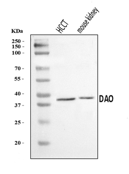 Anti-DAO Antibody