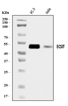 Anti-ECSIT Antibody