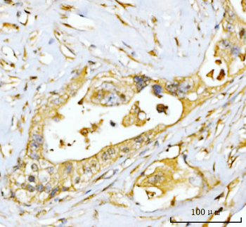 Anti-EIF3E Antibody