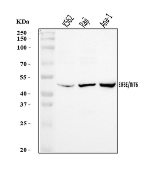 Anti-EIF3E Antibody
