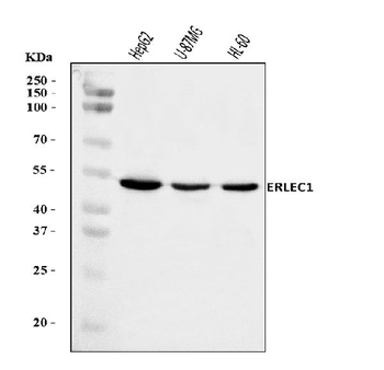 Anti-ERLEC1 Antibody