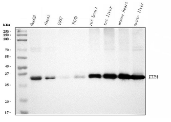 Anti-ETFA Antibody