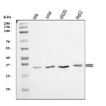 Anti-RRP4/EXOSC2 Antibody
