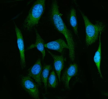 Anti-FAAH1/FAAH Antibody
