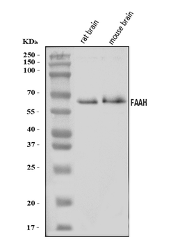 Anti-FAAH1/FAAH Antibody