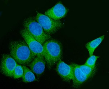 Anti-FKBP10 Antibody
