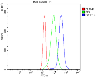 Anti-FKBP135/FKBP15 Antibody