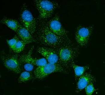 Anti-FKBP135/FKBP15 Antibody
