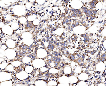 Anti-FKBP135/FKBP15 Antibody